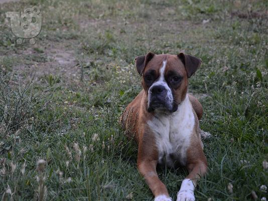boxer