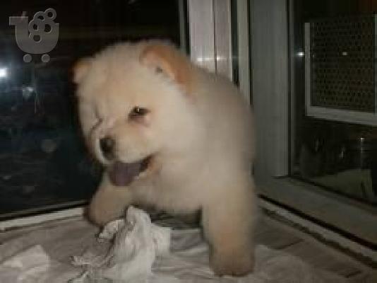 PoulaTo: Chow Chow κουτάβι ΠΩΛΕΙΤΑΙ!!!