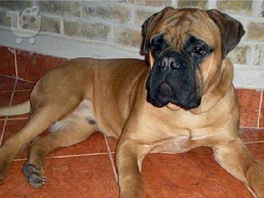 bull mastiff