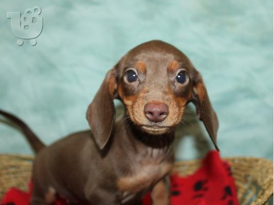 PoulaTo: Dachshund - Ντάτσχουντ