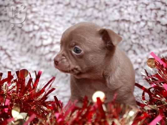 PoulaTo: 2 Όμορφη Lilac / Choc Ομαλή Coat Τσιουάουα Pups ΓΙΑ XMASS