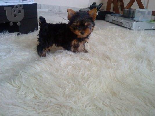 PoulaTo: ΘΕΛΩ ΝΑ ΑΓΟΡΑΣΩ yorkshire terrier mini μεχρη 3 μηνον η μαλτεζι 