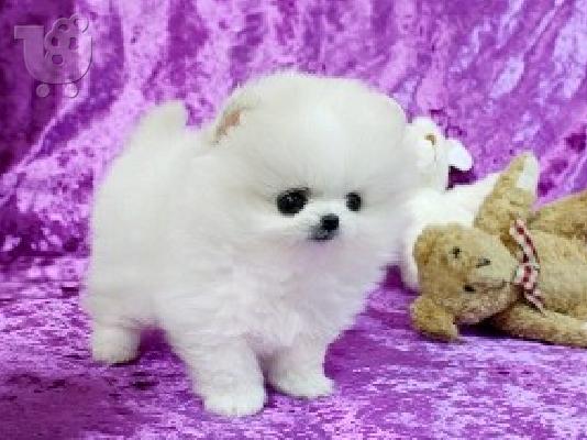 PoulaTo: Όμορφο Pomeranian κουτάβι προς πώληση
