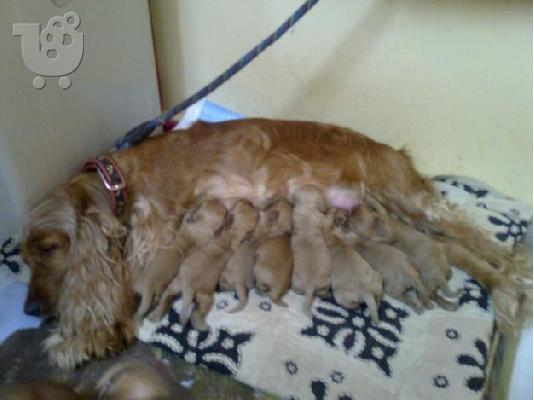 PoulaTo: cocker spaniel