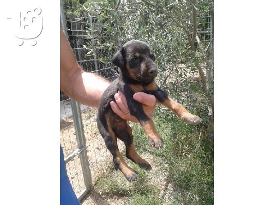 κουτάβια Ντόμπερμαν-Doberman Puppies