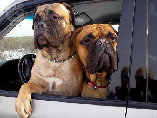 PoulaTo: bull mastiff