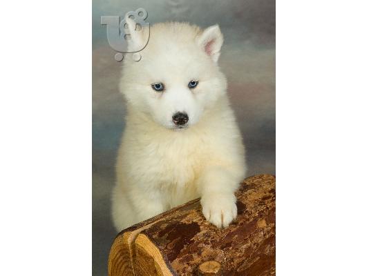 HUSKY SIBERIAN