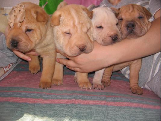 PoulaTo: shar pei