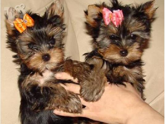 PoulaTo:  3 Yorkshire Terrier Super Mini