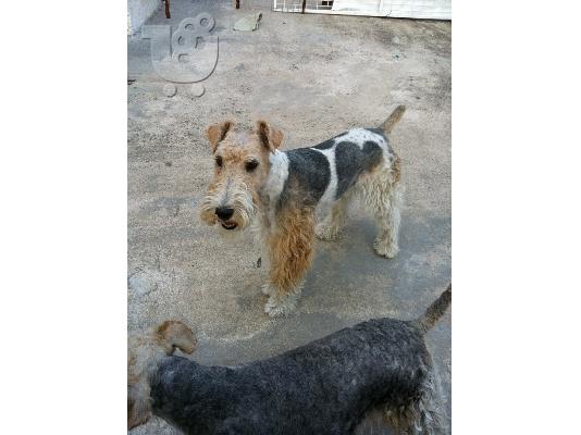 Fox Terrier καθαρόαιμα κουτάβια  φοξ