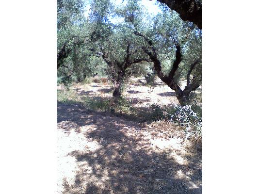 Oικοπεδο 3500τμ. Ζακυνθο-Αγιος Κηρυκας