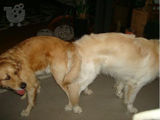 Κουτάβια Golden Retriever Χρυσός Θηραματοφόρος