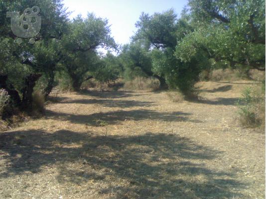 PoulaTo: Oικοπεδο 2000τμ. Ζακυνθο