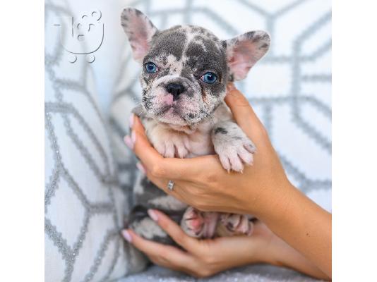 French bulldog merle