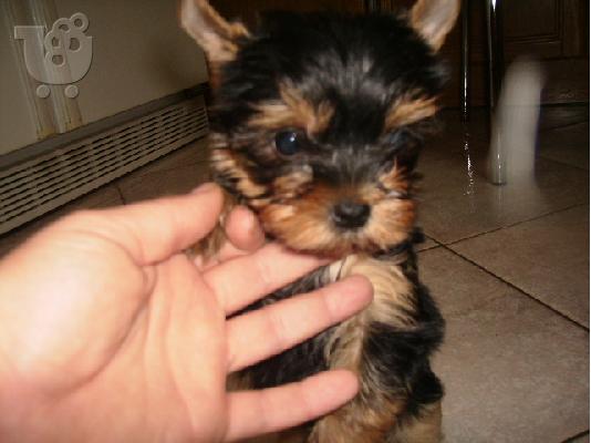 yorkshire terrier mini Τεριέ Γιορκσάιρ Τεριέ Γιορκσάιρ