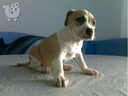 PoulaTo: Πωλουνται PITBUL TERIER-160 euro