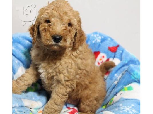 PoulaTo: Goldendoodle