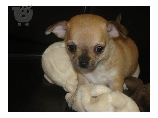 PoulaTo: Chihuahua-Τσιχουάουαα