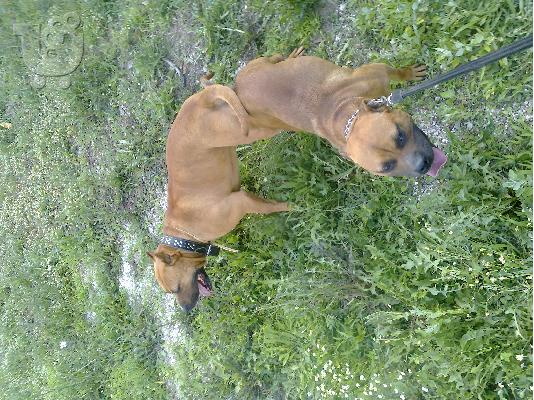 pitbull amstaff
