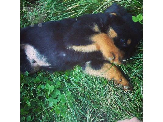 PoulaTo: ΠΩΛΟΥΝΤΑΙ ΚΑΘΑΡΟΑΙΜΑ ΚΟΥΤΑΒΙΑ ROTTWEILER