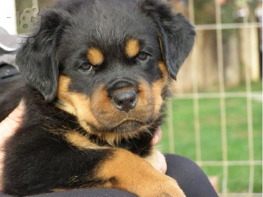 pwlountai koutavia rottweiler
