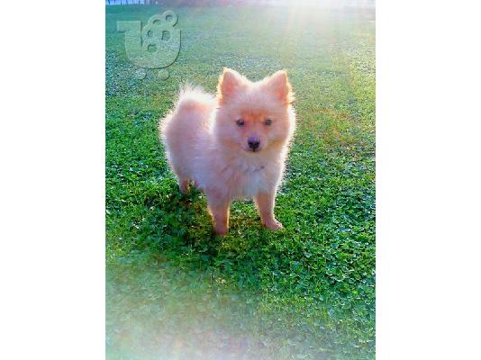PoulaTo: POMERANIAN Σκύλος Πομερανίας
