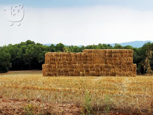 PoulaTo: ΑΧΥΡΑ     -  ΤΡΙΦΥΛΛΙ