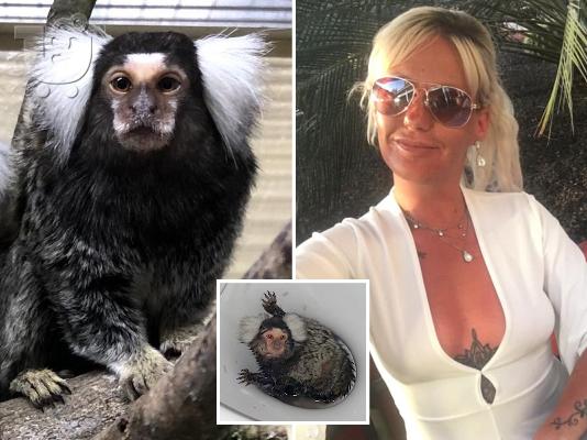 PoulaTo: Píthikoi CAPUCHIN, píthikoi me dáchtyla kai maïmoúdes gia yiothesía