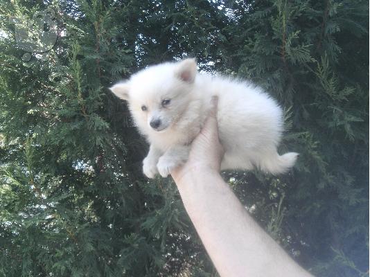 MINI SPITZ