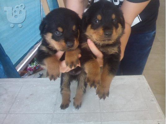 ΠΩΛΟΥΝΤΑΙ ΚΑΘΑΡΟΑΙΜΑ ΚΟΥΤΑΒΙΑ ROTTWEILER-250Ε