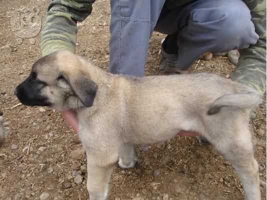 KANGAL dog