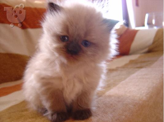 PoulaTo: persika himalayians color-point gatakia