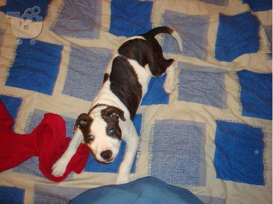 PoulaTo: ΠΩΛΕΙΤΑΙ ΚΟΥΤΑΒΙ american pit bull terrier red nose 75 ΗΜΕΡΩΝ Πίτμπουλ