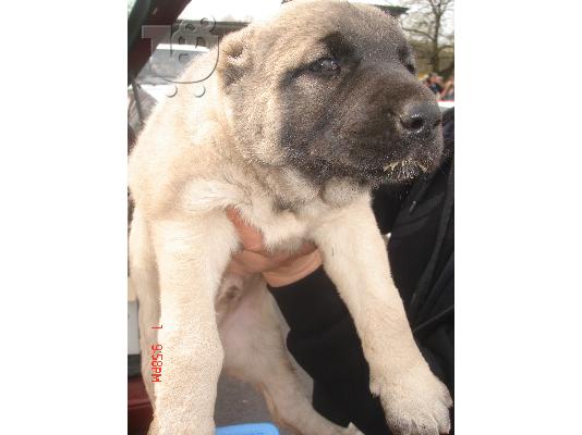 turkish kangal