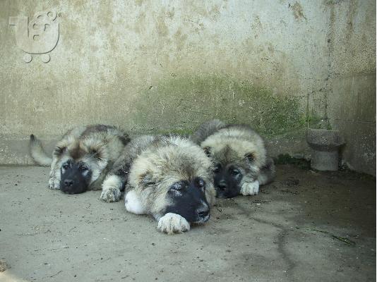 PoulaTo: caucasian dog 4 minwn 