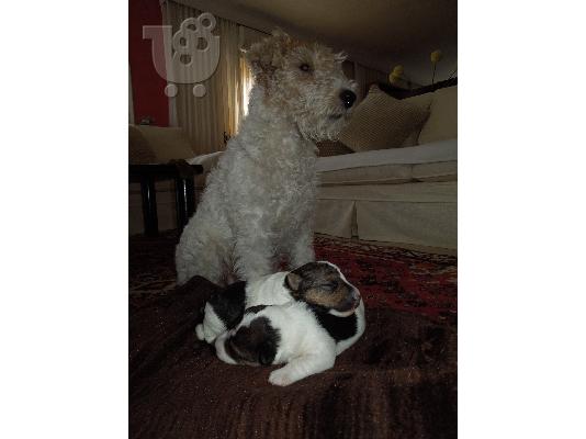 PoulaTo: ΠΩΛΕΙΤΑΙ FOX TERRIER WIRE