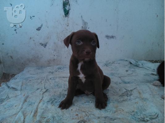 pitbull