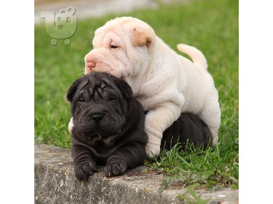 Shar pei - Σαρ Πέι