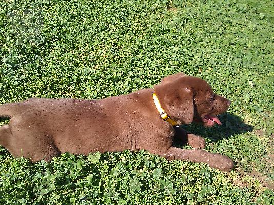 Labrador
