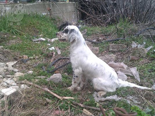 English Setter tricolore