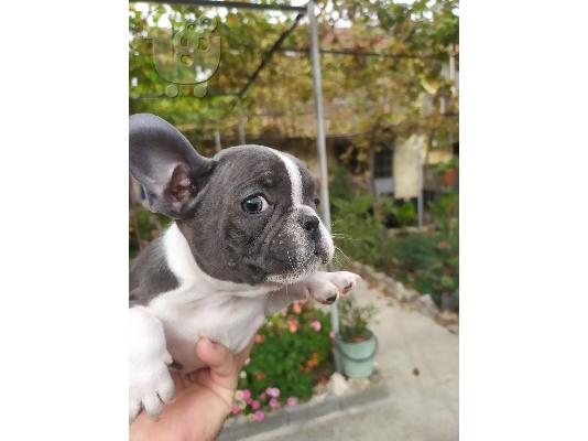 PoulaTo: French bulldog Blue