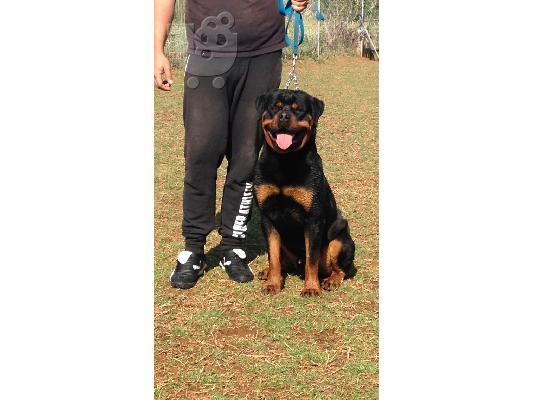 ROTTWEILER Ροτβάιλερ