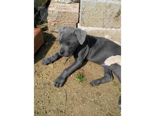 cane corso mastiff γκρί μπλε
