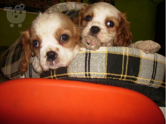 CAVALIER KING SPANIEL- ΚΑΒΑΛΙΕΡ