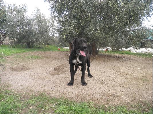 PoulaTo: bandog Πίτμπουλ