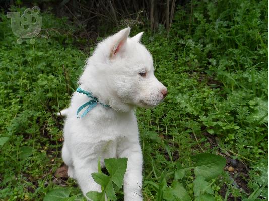 PoulaTo: Xusky Seberian white