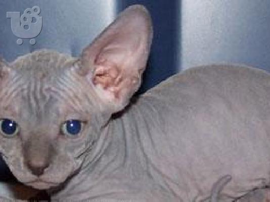 sphynx (σφίγγα γατάκια μωρό)