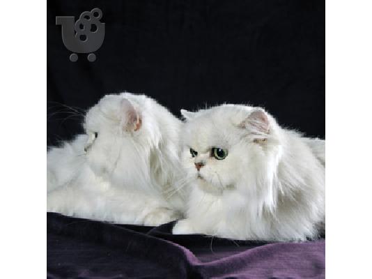 Γατάκια πέρσικα chinchilla