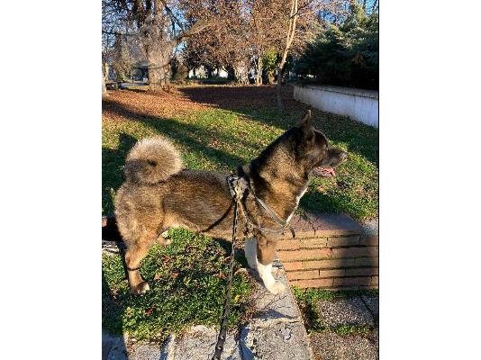American Akita - Αμερικανικό Ακίτα