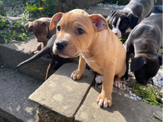 Pitbull